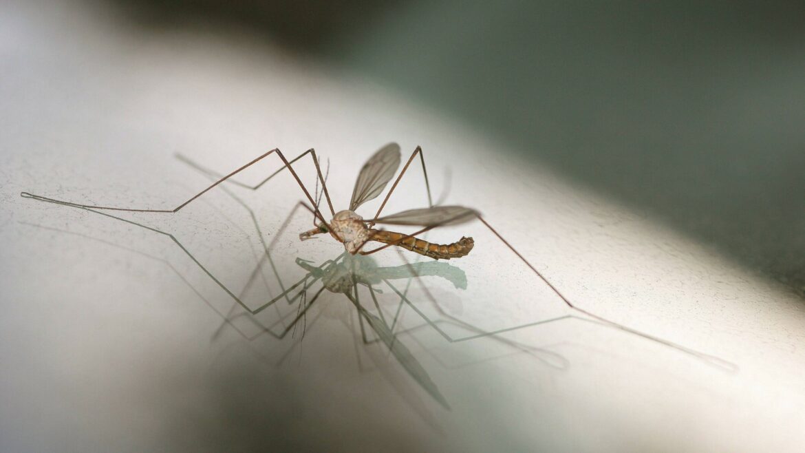 mosquito-scaled-6