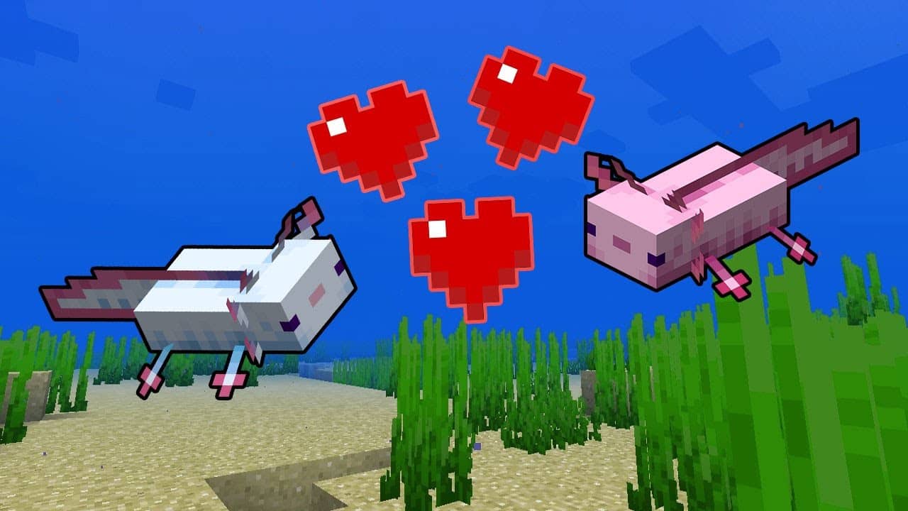 Minecraft : trouver un axolotl, l'élever et obtenir un axolotl bleu