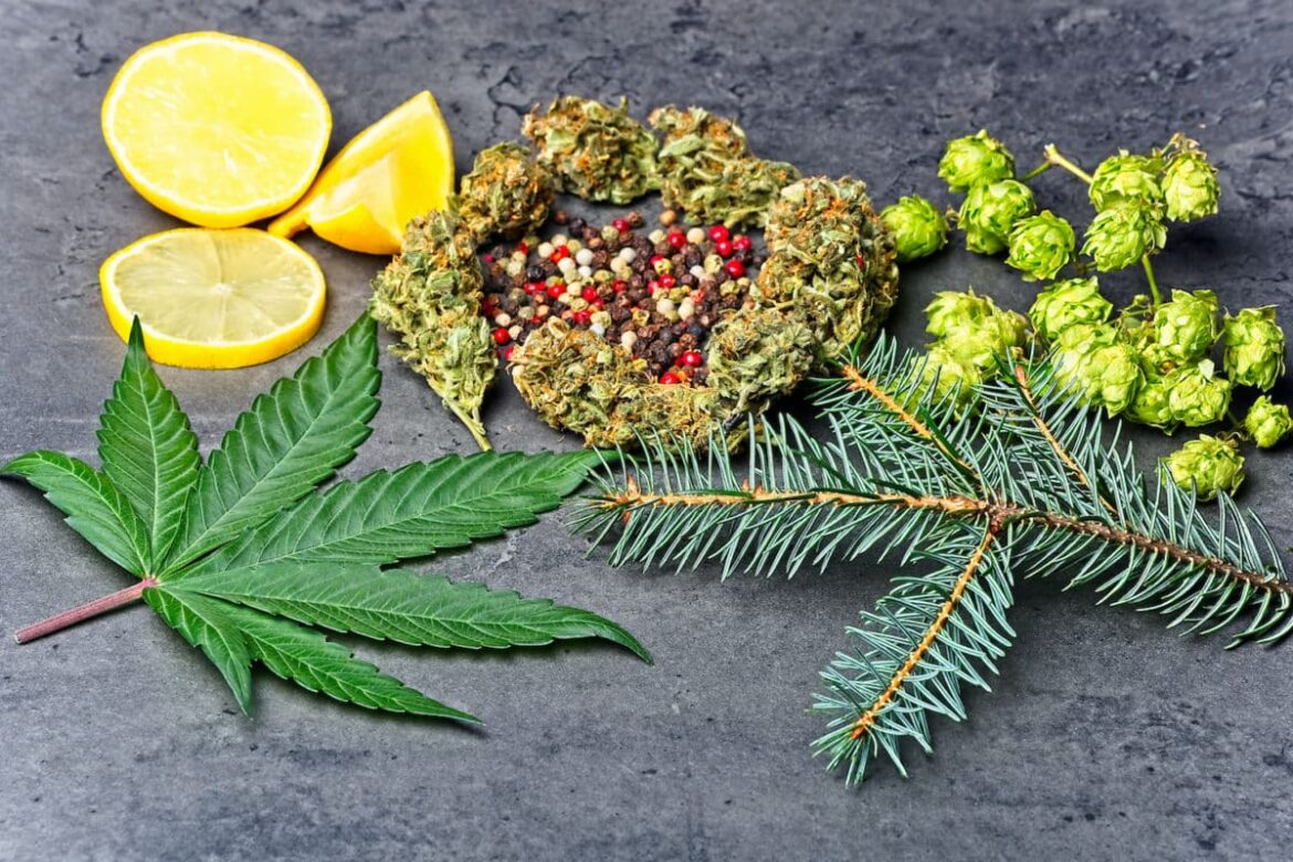 Cannabis,Bud,And,Leaf,With,Hoppy,,Pepper,,Lemons,And,Fir