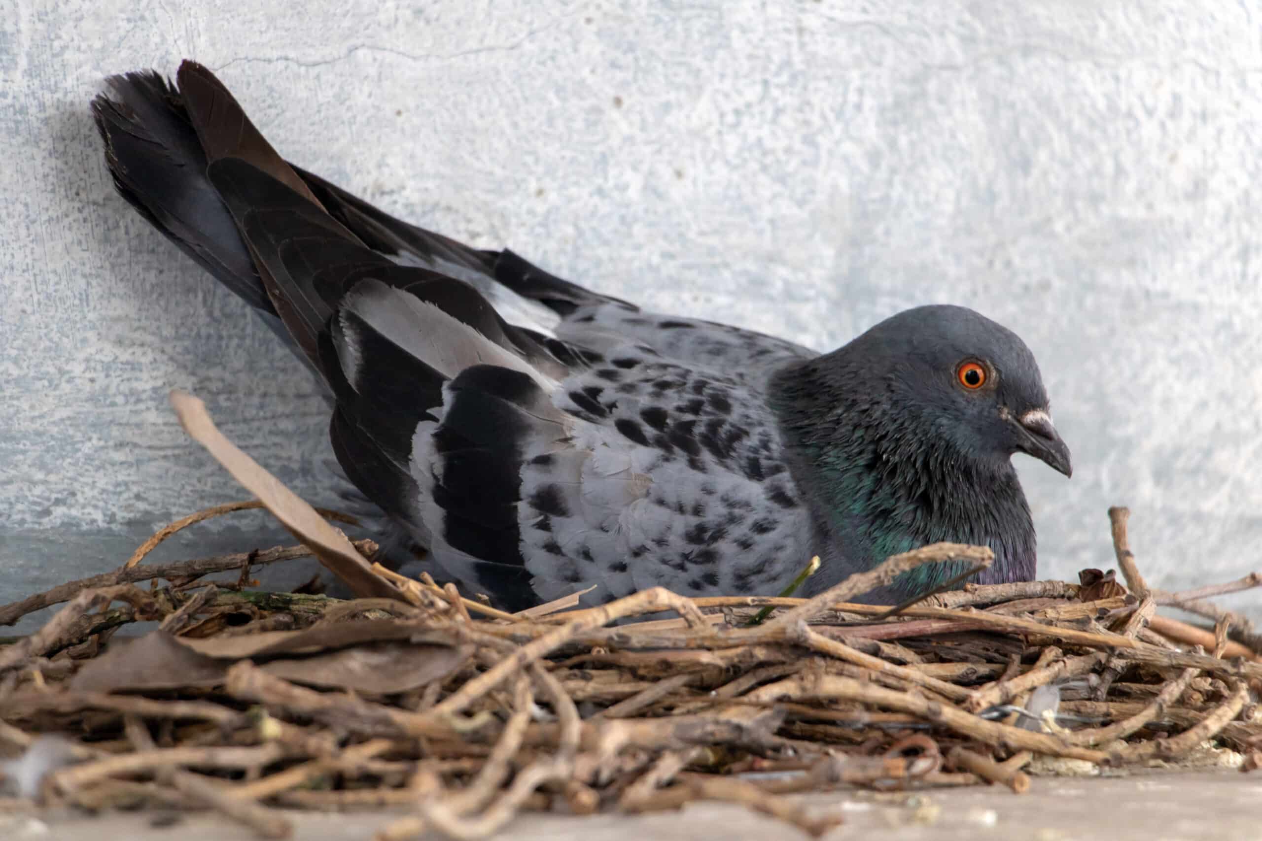 Nid de pigeon : comment les pigeons construisent-ils leur nid