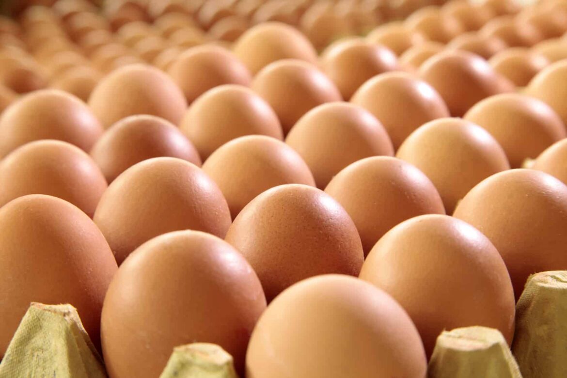 fotolia stock photo Eggs