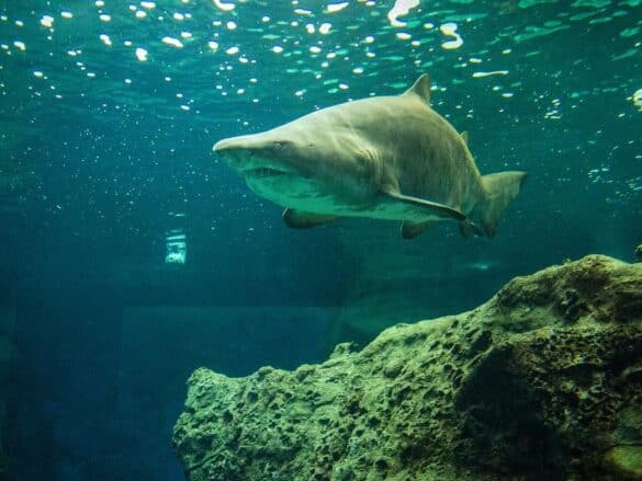 Are there sharks in Crete? What you need to know - Practical Tips